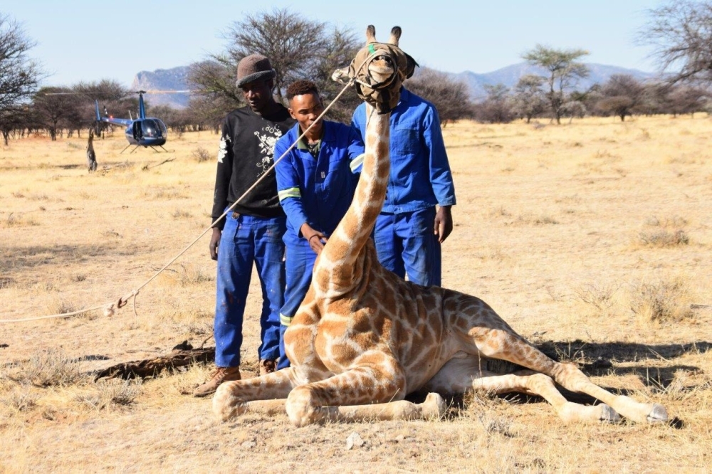 Namibian giraffes, kudus resettled in Angola - Namibian Sun